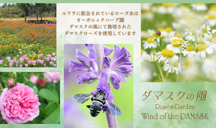 2927 ãéŠãã«ãã ãã£ããªãŒã¬ããã¯ãã¢ã±ã¢ã·ãªãŒãºãRSã·ã£ã³ããŒïŒNCããªãŒãã¡ã³ã ã«ãã©49 300mlÃ300gã»ãããKN003-005-01