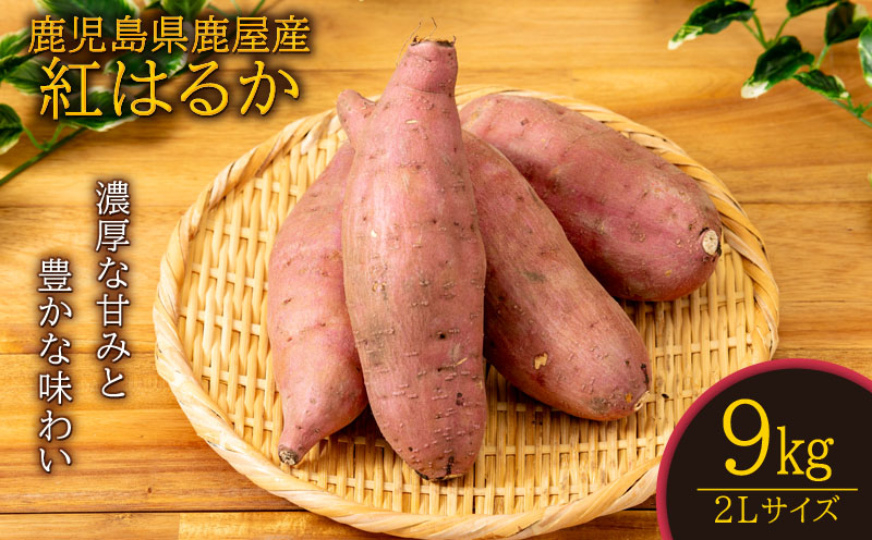 鹿児島県鹿屋産 紅はるか 生芋 2Lサイズ 9kg　KN021-043-03