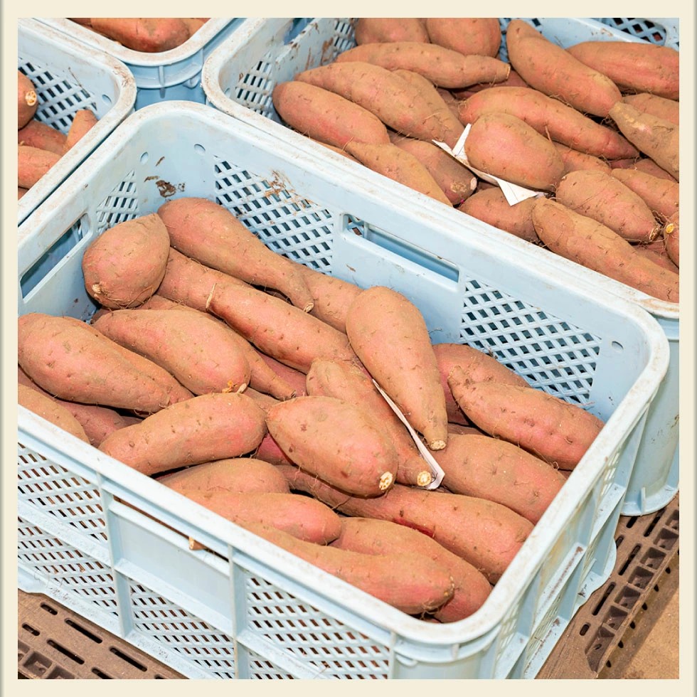 鹿児島県鹿屋産 紅はるか 生芋 2Lサイズ 3kg　KN021-043-01