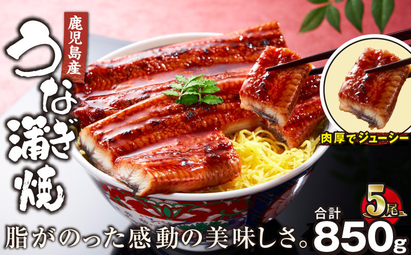 2445 鹿児島産うなぎ 合計850g（170g×5尾） 清らかな地下水育ち！　KN021-014-05