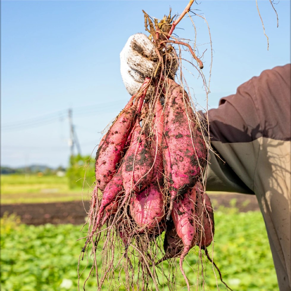 鹿児島県鹿屋産 紅はるか 生芋 2Lサイズ 6kg　KN021-043-02