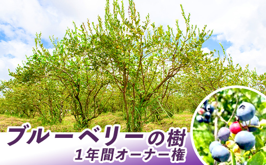 鹿児島県鹿屋市 ブルーベリーの樹１年間オーナー権（50本限定） 【ブルーベリー オーナー権 体験 鹿児島】