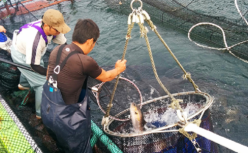 174-1 かのやカンパチロイン（カマ入）　KN001-001