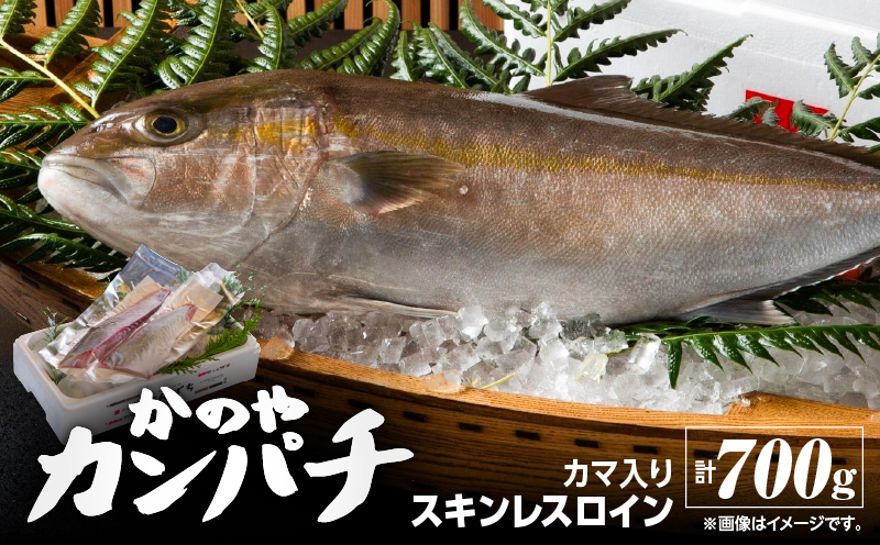 174-1 かのやカンパチロイン（カマ入）　KN001-001
