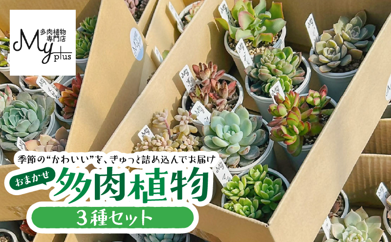 おまかせ多肉植物アソート【3種】　KN169-002-01