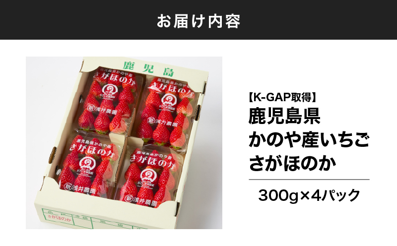 2888-1 K-GAP取得 鹿児島県かのや産いちご さがほのか（300g×4パック）　KN114-001-01