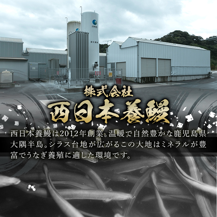 鹿児島県産うなぎ蒲焼き ５尾セット