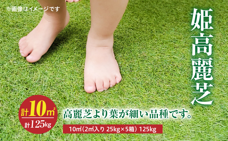 【10月から5月に発送】姫高麗芝（10平方メートル）　KN177-004-02