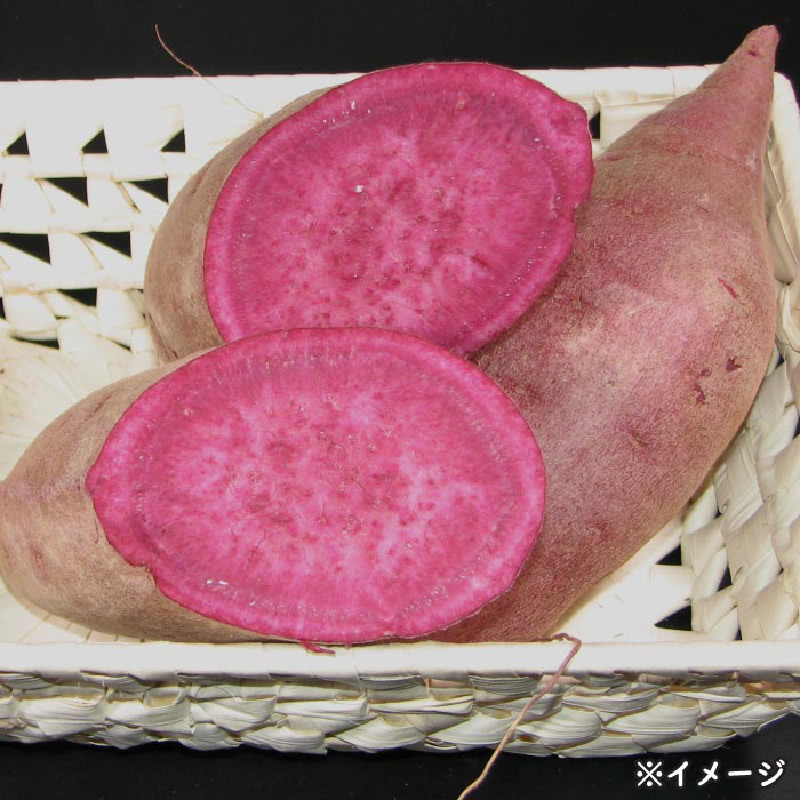 鹿児島産「綾紫芋」と温泉水でつくった芋焼酎『赤財宝』一升瓶2本　KN021-040