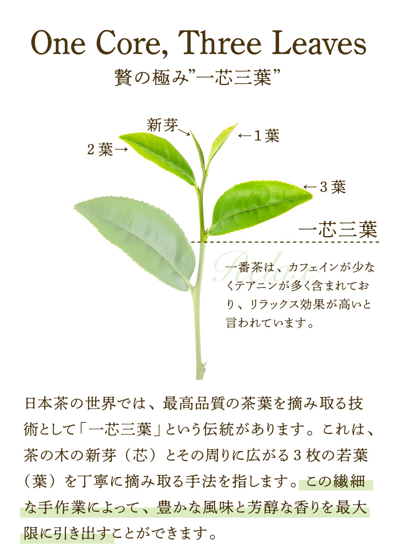 鹿児島県産 粉末 ほうじ茶 農薬不使用 40g × 1袋【国産 鹿児島県産 ほうじ茶 農薬不使用 粉末タイプ ほうじ茶ラテ 簡易包装 メール便】