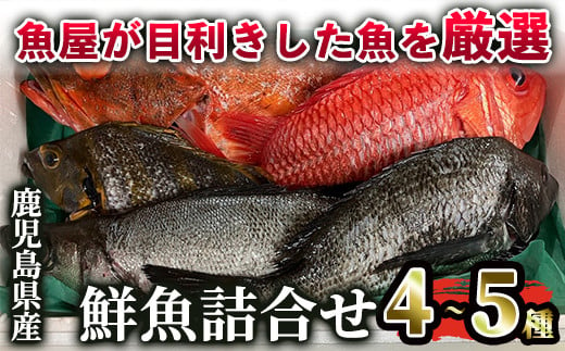 鹿児島県産鮮魚詰合せセット（４〜５尾）