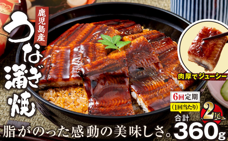 2324-1 【全6回定期便】鹿児島産うなぎ 合計360g（180g×2尾） 清らかな地下水育ち！　KN021-T20