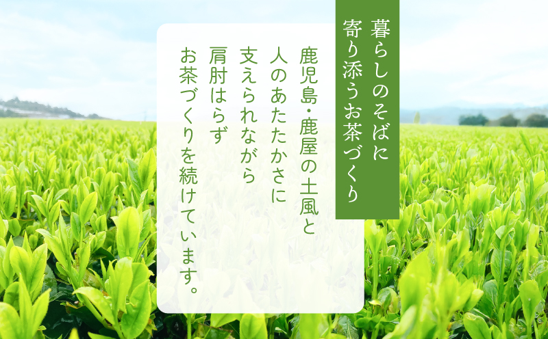 お茶農家の水出し緑茶ティーバッグ（お試しセット）　KN166-003