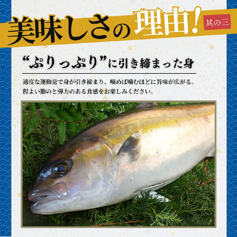 鹿å±åžç£ ããã±ã¡ è¡éº»é€æ²¹æŒ¬ã 海鮮䞌ã»ãã 10é£åãKN097-005-04
