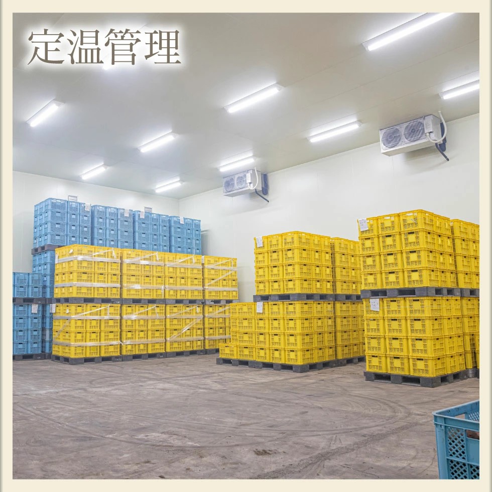 鹿児島県鹿屋産 紅はるか 生芋 2Lサイズ 9kg　KN021-043-03