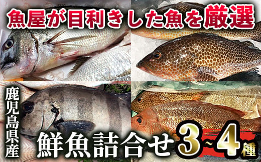 鹿児島県産鮮魚詰合せセット（３〜４尾）