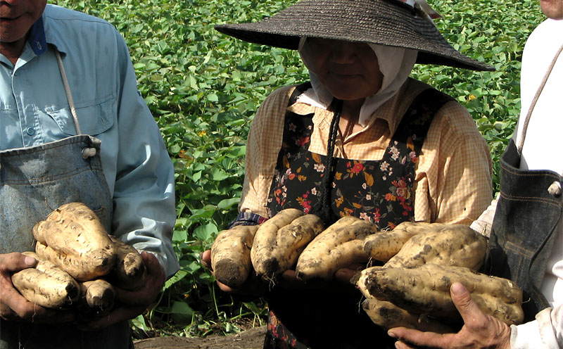 1832 芋焼酎 『小鹿』 一升 紙パック 2本　KN021-012-01