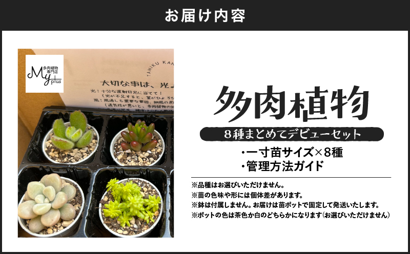 多肉植物デビューセット　KN169-001