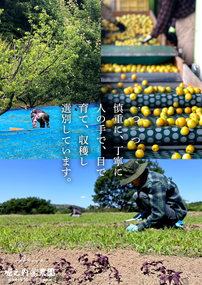 2588 ＜訳あり＞ つぶれ梅 梅干し かのや南高梅 食べ比べ F （はちみつ梅×5、しそ梅×2、レモン風味×2） 計9袋 ×300g （計2.7kg）　KN033-007-03