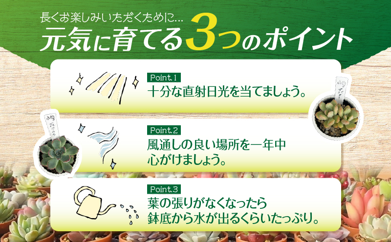 おまかせ多肉植物アソート【9種】　KN169-002-03