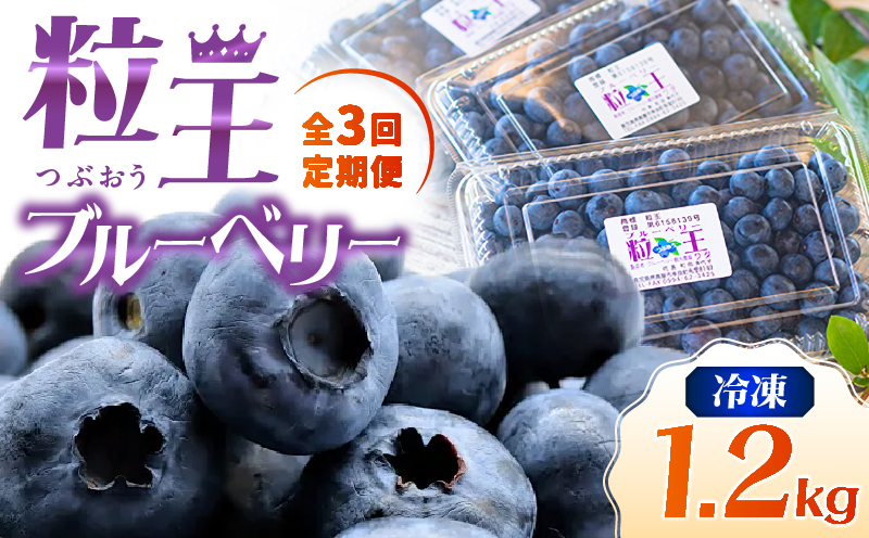 [10/1(木)より寄附金額改定予定]2467-1 [全3回定期便](2ヶ月に1回お届け)粒王 ブルーベリー 1.2kg(400g×3P) KN030-T01[ブルーベリー観光農園ワダ]
