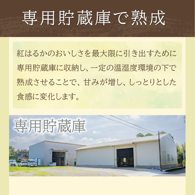 鹿児島県鹿屋産 紅はるか 生芋 2Lサイズ 9kg　KN021-043-03