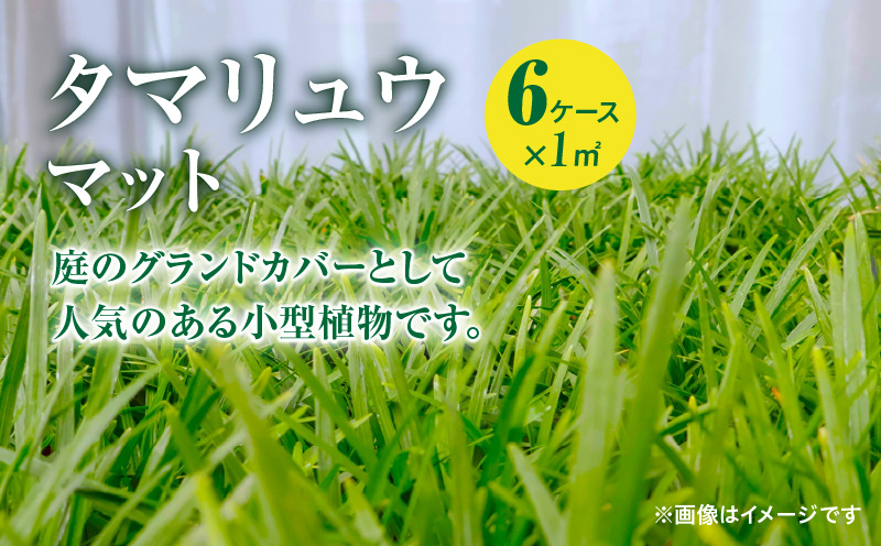 [10月から5月に発送]タマリュウマット KN177-002