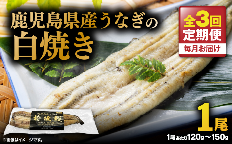 【全3回定期便】鹿児島県産うなぎの白焼き 1尾　KN174-T06