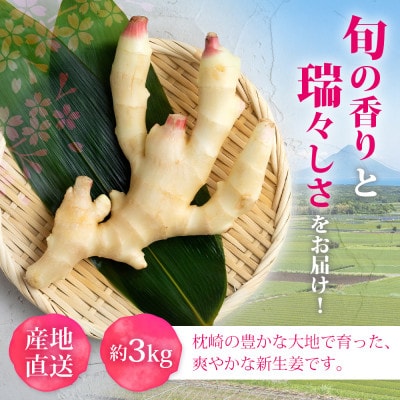 【先行受付】枕崎産 新生姜 約3kg(国産・農家直送)【2026年9月上旬より順次発送】 A3-38【配送不可地域：離島】【1739865】