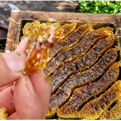ふかざわ農園の日本ミツバチの生蜂蜜　100%で濃厚な味わい【非加熱・無添加】AA-323【1166375】