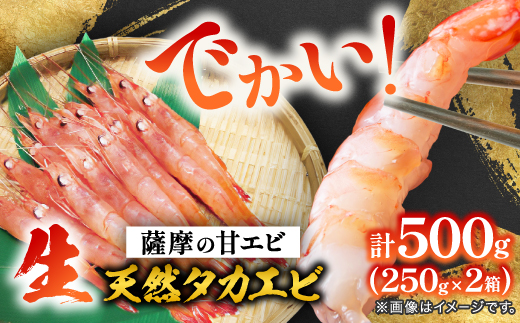 【薩摩の甘エビ】大きいサイズ　天然タカエビ500g　A1-10【配送不可地域：離島】【1524580】