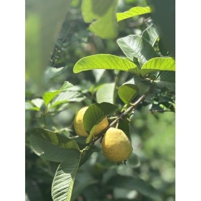 ååœã°ã¢ããšãã£ããææ©ã®çœããã«ã¯ãã«ã·ããã ãã°ã¢ãææ©ã·ãããã A3-385ãé
éäžå¯å°åïŒé¢å³¶ãã1695315ã