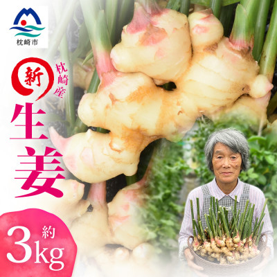 【先行受付】枕崎産 新生姜 約3kg(国産・農家直送)【2026年9月上旬より順次発送】 A3-38【配送不可地域：離島】【1739865】