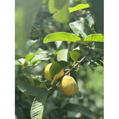 【父の日】南国グアバとすっきり柑橘の爽やかカクテルシロップ 【グアバ柑橘シロップ】 A3-385F【配送不可地域：離島】【1731738】