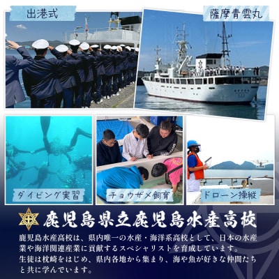 【毎月定期便】水産高校生考案 枕崎かつおラーメン 24袋×2人前 GG5-0017全3回【配送不可地域：離島】【4083675】