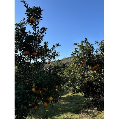 äžç¥ç« èš5kg 鹿å
å³¶çæåŽåžç£ããå®¶åºçš A6-175ã1697636ã