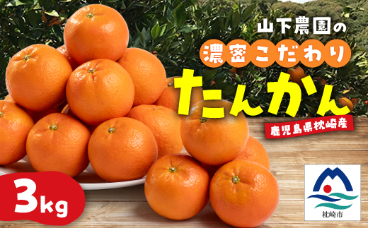 鹿児島県枕崎産 山下農園の濃密こだわりたんかん【2024年2月下旬より発送予定】 A3-175【1167031】