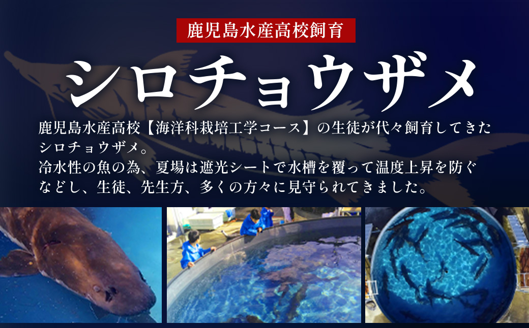 ãæ°ééå®ãè©æ©é»ãã£ãã¢é»ç ç 鹿å
å³¶æ°Žç£é«æ ¡ æåŽãã£ãã¢ãæšç®±å
¥ããã20gÃ1ç®±ã C3-2ãé
éäžå¯å°åïŒé¢å³¶ãã1614940ã