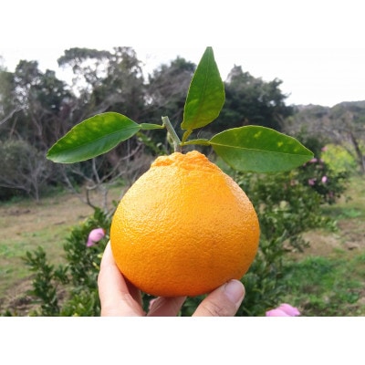 äžç¥ç« èš5kg 鹿å
å³¶çæåŽåžç£ããå®¶åºçš A6-175ã1697636ã