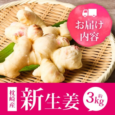 【先行受付】枕崎産 新生姜 約3kg(国産・農家直送)【2026年9月上旬より順次発送】 A3-38【配送不可地域：離島】【1739865】