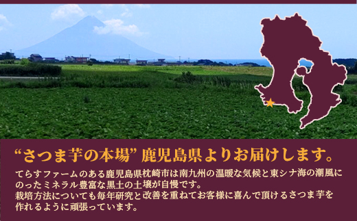 シルクスイート 〈5キロ〉 サツマイモ さつまいも 鹿児島県 A3−346【1167014】