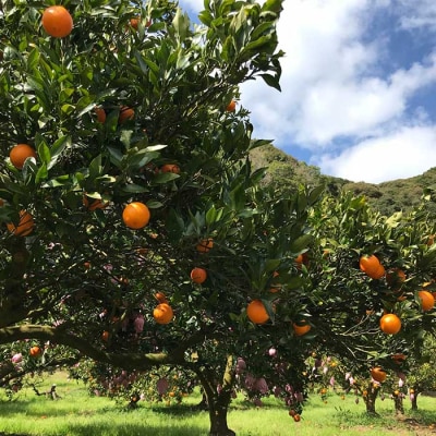 【旬の味覚】鹿児島県枕崎産 山下農園のこだわりたんかん【先行受付 3月上旬より配送】 A6-89【1167044】