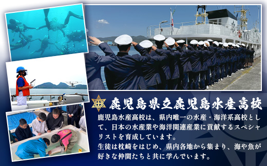 【毎月定期便】水産高校生考案 枕崎かつおラーメン 12袋×2人前 GG5-0016全6回【配送不可地域：離島】【4083686】