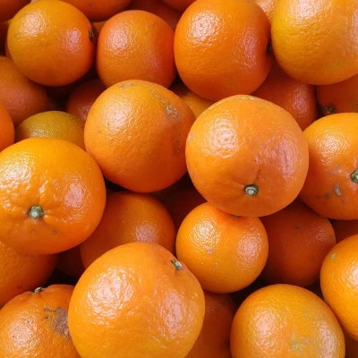 【父の日ギフト】濃厚カクテルシロップ 柑橘香る【たんかんシロップ】A3-386F【配送不可地域：離島】【1731728】