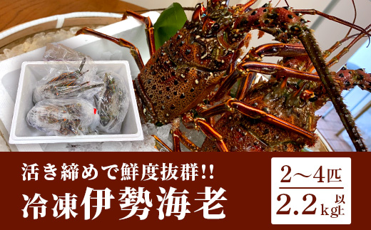 枕崎港水揚げ!　活〆冷凍 【伊勢海老】 2〜4匹 計約2.2kg E0−14【配送不可地域：離島】【1470872】