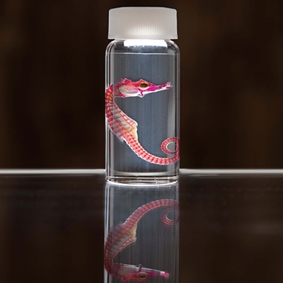 透明骨格標本 【タツノオトシゴ】 C0-38【配送不可地域：離島】【1166688】