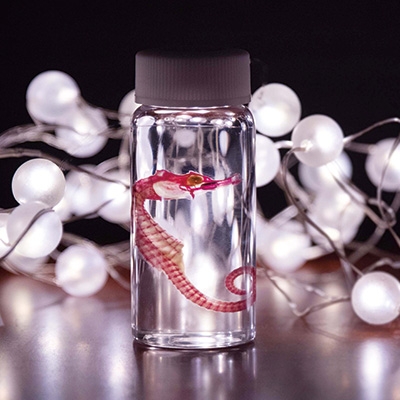 透明骨格標本 【タツノオトシゴ】 C0-38【配送不可地域：離島】【1166688】