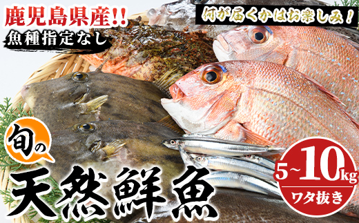 旬の天然鮮魚BOX(5～10kg) 国産 刺身 魚貝 魚介 鮮魚 海産物 天然物 煮つけ 焼き魚【さるがく水産】a-40-12