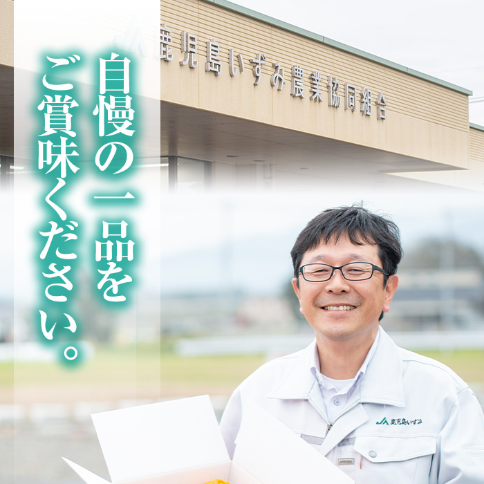 ＜先行予約受付中！2025年2月より順次発送予定＞数量限定！鹿児島県産紅甘夏みかん(約10kg・28玉～32玉)国産 果物 フルーツ【鹿児島いずみ農業協同組合】a-13-43