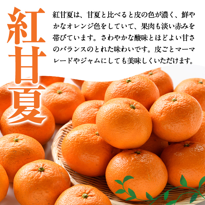 ＜先行予約受付中！2026年1月中旬以降順次発送予定＞訳あり紅甘夏(約20kg) 国産 鹿児島県 阿久根市 果実 果物 フルーツ 柑橘 紅甘夏 みかん ミカン 期間限定 数量限定【桐野柑橘株式会社】akn070-09